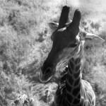 Giraffe-2-bw