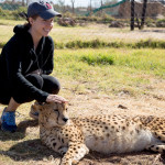 Petting_Cheetah