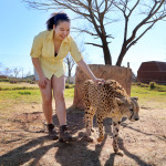 Petting_Cheetah2