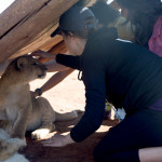 Petting_Lions